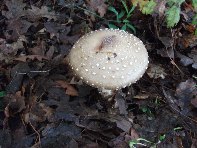 Giarrita - Amanita_phalloides_20101024 015.jpg